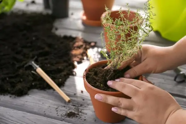 How to plant thyme