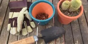 Planting cactus: how to do it