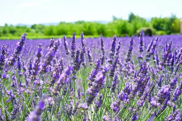 Breeding lavender: when and how to do it