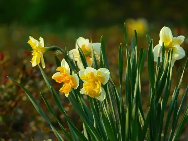 Planting daffodils: how and when to do it