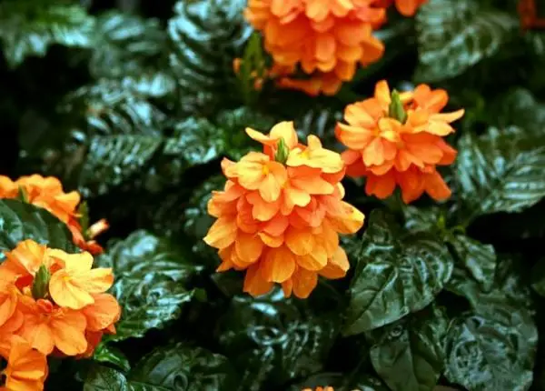 9 orange flowers