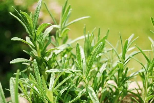How to plant rosemary