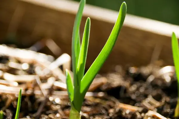 How to plant young garlic