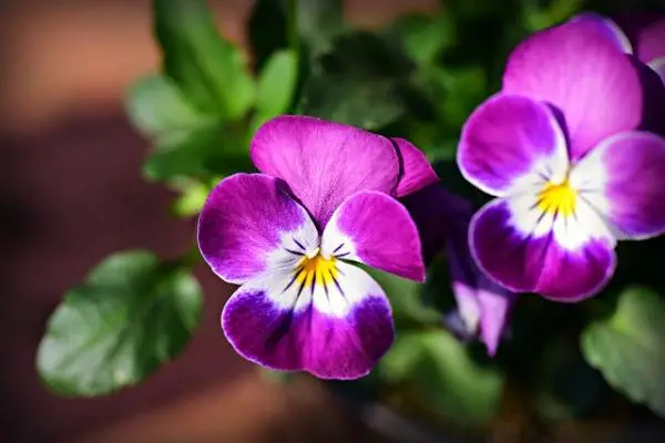 Pansy flower: care