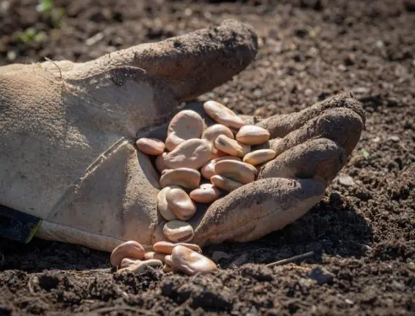 How to plant beans