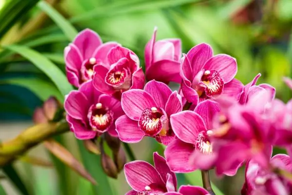 Cymbidium orchid: care
