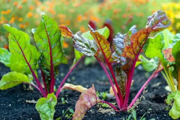 Planting beets: when and how to do it