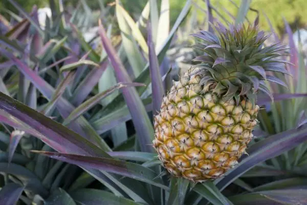 How to plant a pineapple