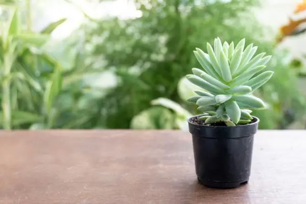 Transplanting succulents: when and how to do it