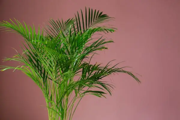 Areca palm tree: care
