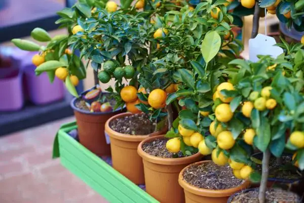 Potted fruit trees: how to grow them