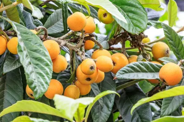 Planting loquats: when and how to do it