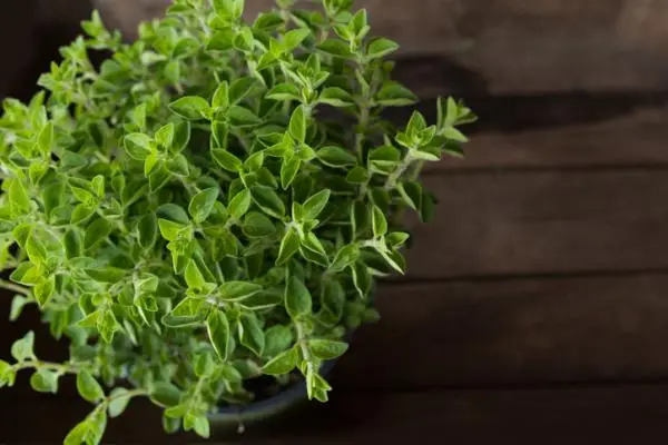 Oregano plant: care and what it is for