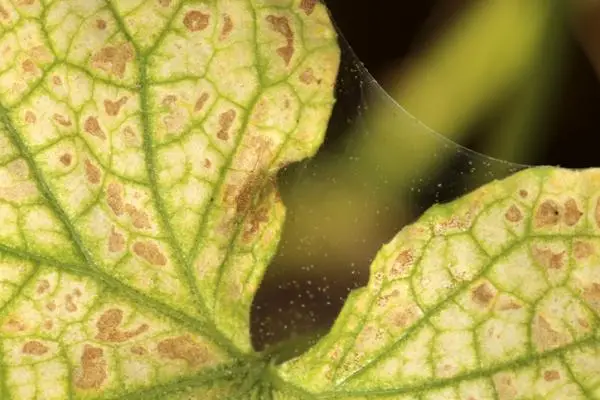 How to eliminate spider mites