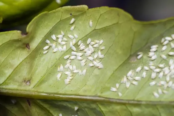 Whitefly: how to get rid of it
