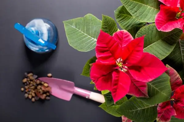 Watering the poinsettia: how often and how to do it
