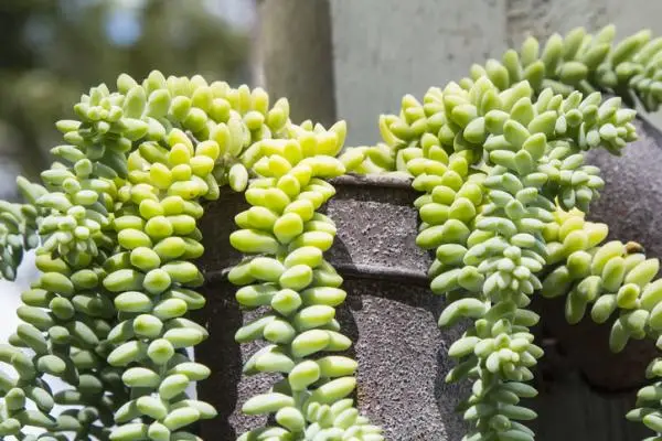Hanging succulents: types, care and how to reproduce them