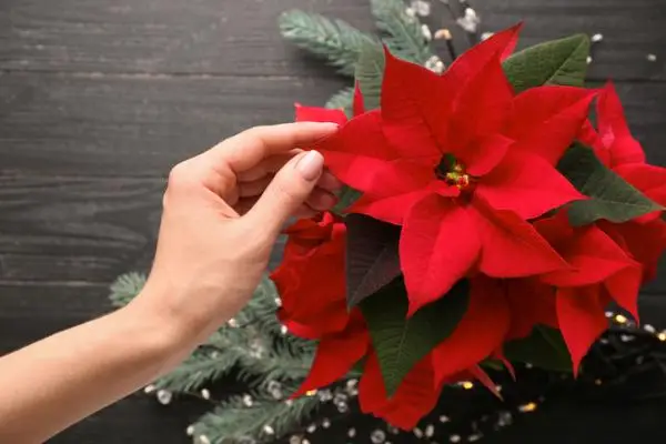 Prune the poinsettia: when and how to do it