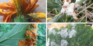 Pests and diseases of rose bushes