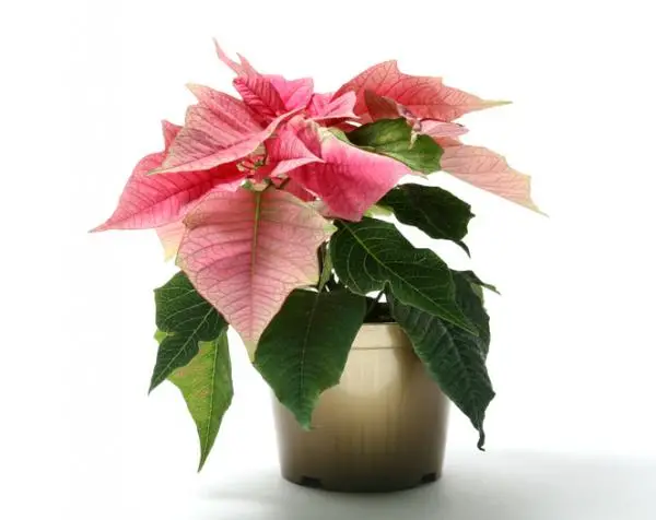 How to make the poinsettia red