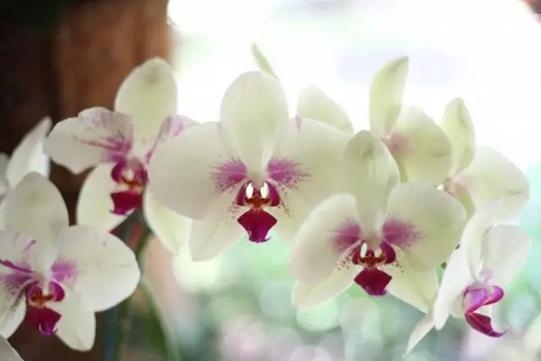 Phalaenopsis orchid: care