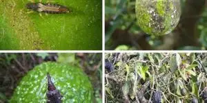 Plant pests and diseases: lists and how to eliminate them