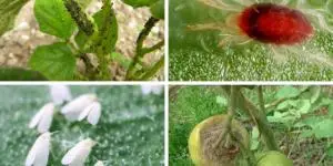 Avocado pests and diseases