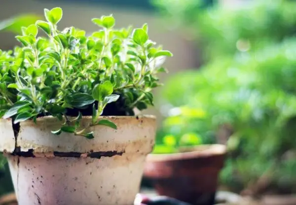 Planting oregano: when and how to do it