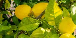 Lemon tree pests and diseases
