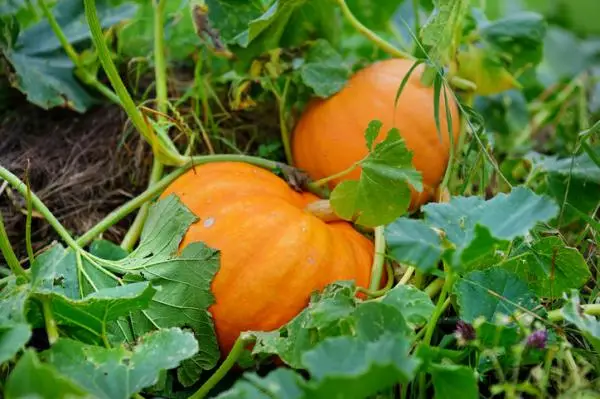 Sowing and planting pumpkins: when and how to do it
