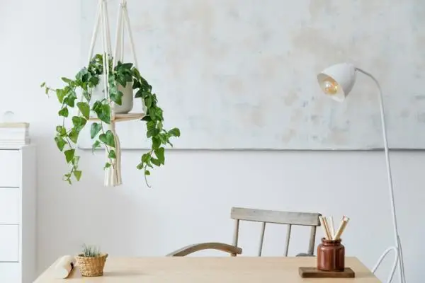 29 indoor hanging plants
