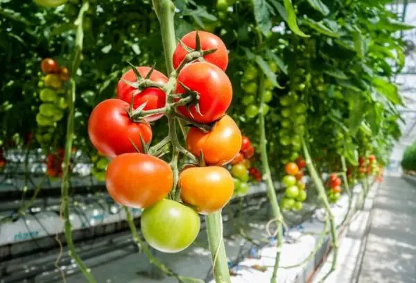 Tomato cultivation in a greenhouse