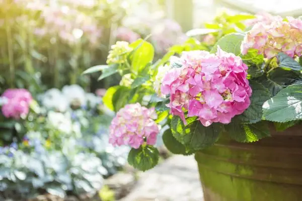 How to care for potted hydrangeas