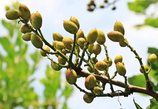 Planting pistachios: how to do it