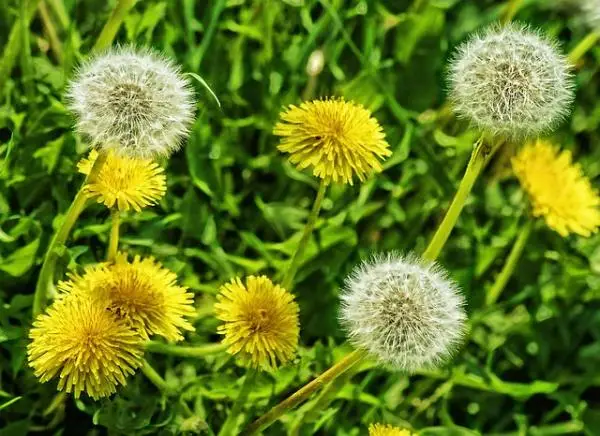 What does the dandelion plant look like and what is it for?