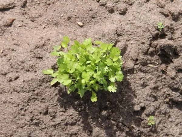 How to sow coriander and grow it