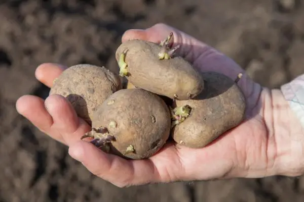 How to plant potatoes