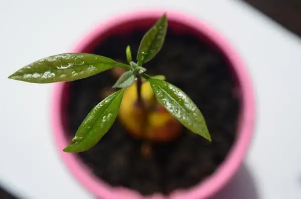 Grafting avocado: how and when to do it