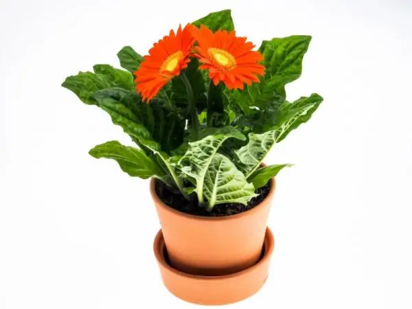 Gerbera plant: care and meaning