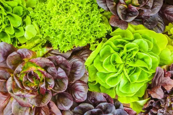 14 types of lettuce