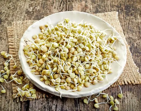 How to make lentil sprouts