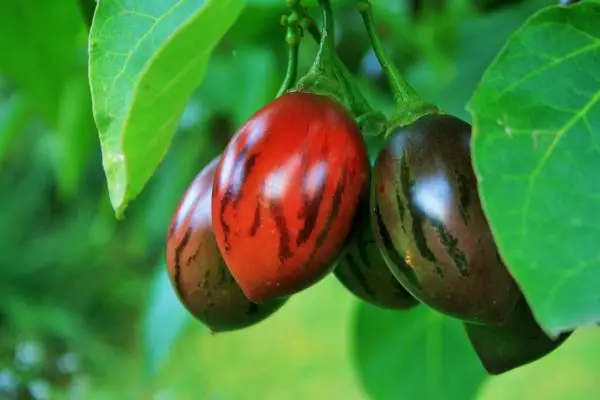 Tree tomato cultivation