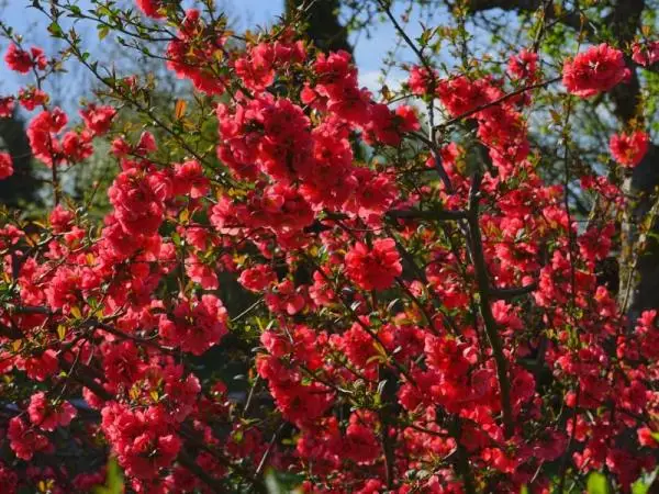 15 plants with red flowers