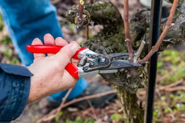 Prune a vine: how to do it and when
