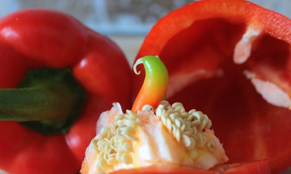 How to plant peppers