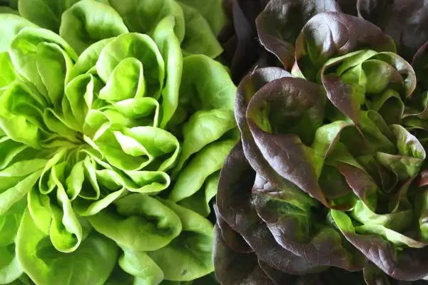 Planting lettuce: how and when to do it