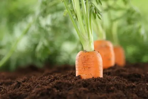 Planting carrots: how and when to do it