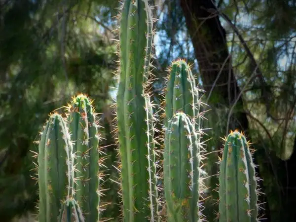San Pedro cactus care