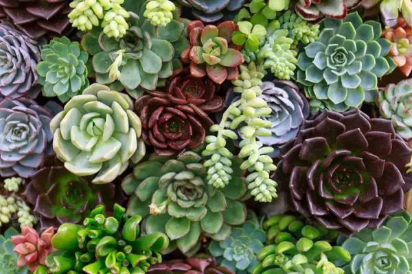 How to reproduce succulents