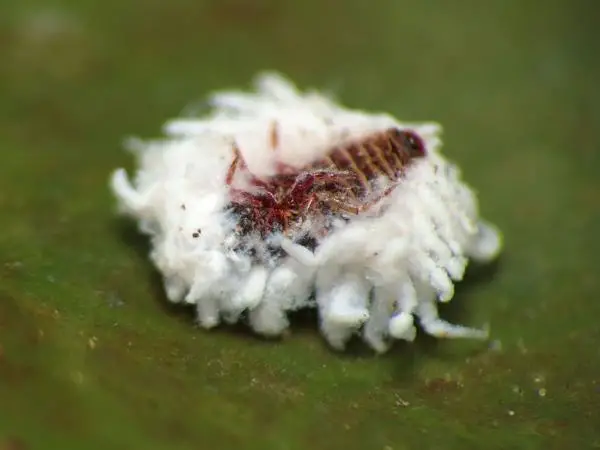 Eliminate the cottony mealybug: treatment and home remedies